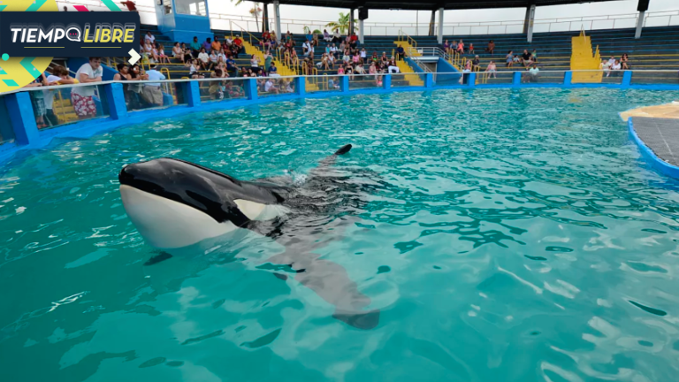 Generó polémica en redes sociales: Orca “Lolita” será liberada de acuario tras 52 años en cautiverio