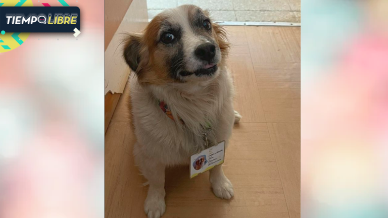 Se volvió viral: Perrito rescatado se convirtió en “guardián” de CESFAM La Estrella