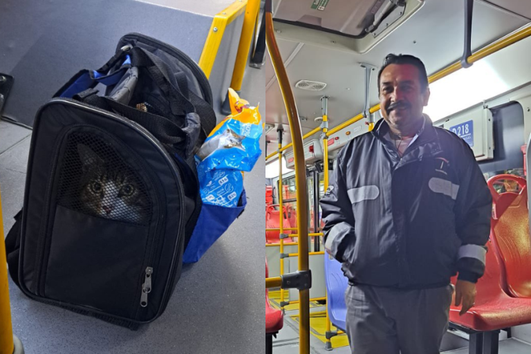 En su mochila y con comida incluida: Gatito fue abandonado en plena micro y chofer lo adoptó