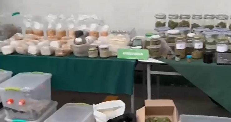 Alertados por un fuerte olor a marihuana: Desbaratan casa repleta de cannabis y hongos alucinógenos en Ñuñoa