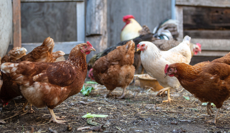 Universidad de Talca cerró su campus y suspendió actividades por posible caso de gripe aviar