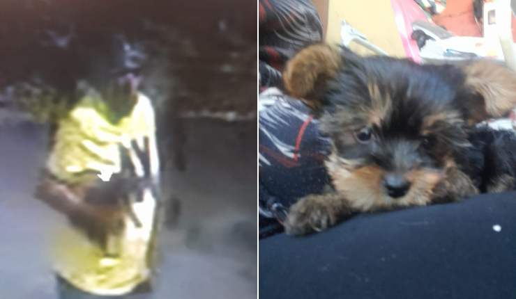 Denuncian robo de perro de compañía de niño con TEA: Familia pide que ladrón 