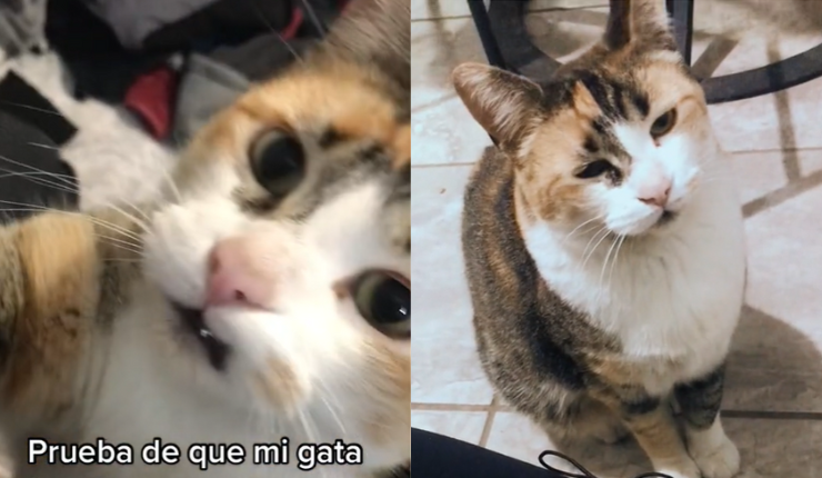 Joven asegura que quiere ser cantante, pero su gata se lo impide porque no la deja ensayar: 