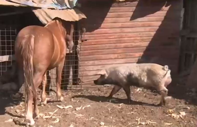 Rescatan animales abandonados en parcela utilizada como invernadero ilegal de marihuana en La Pintana