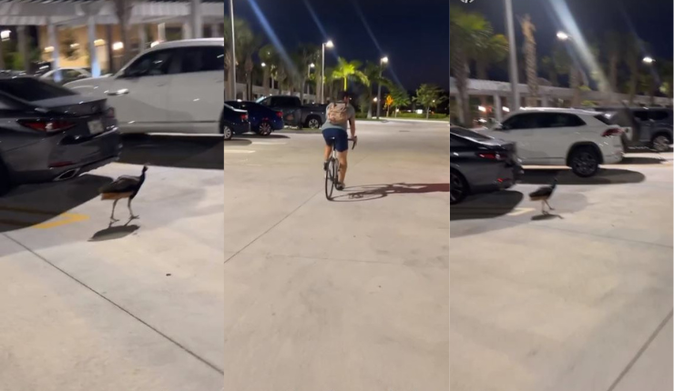 El insólito animal con el que se encontró Maura Rivera en supermercado de Miami: 