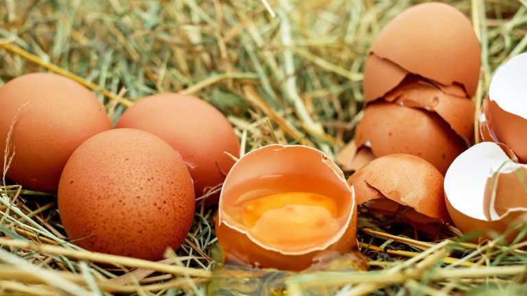 Sacrifican aves por gripe aviar: Se han dejado de producir más de 5 millones de huevos mensualmente