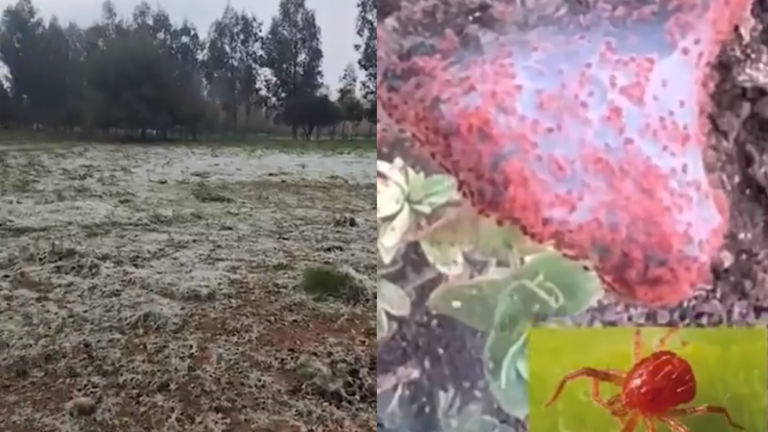 Más común de lo que parece: Experto explicó fenómeno viral de telarañas que cubrieron prado en San Clemente