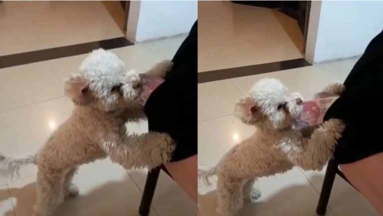 Joven se sorprendió al descubrir quién le robaba el dinero en su propia casa: 