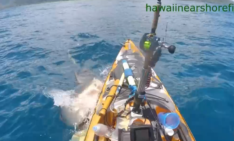 “¡Me embistió un tiburón tigre!