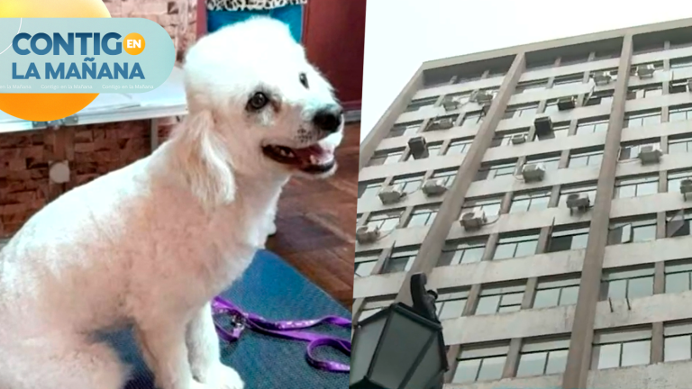 Denuncian negligencia: Perrita muere al caer desde el piso 11 de una peluquería canina