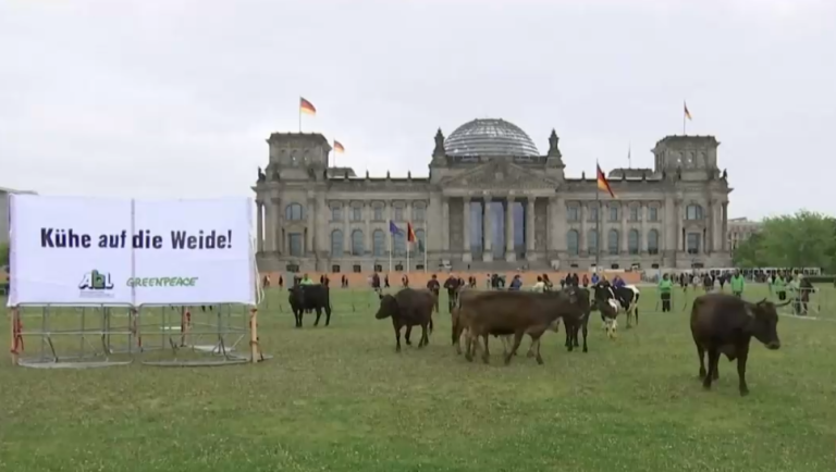 Ambientalistas llegaron con vacas hasta el parlamento alemán para manifestarse por falta de pasto