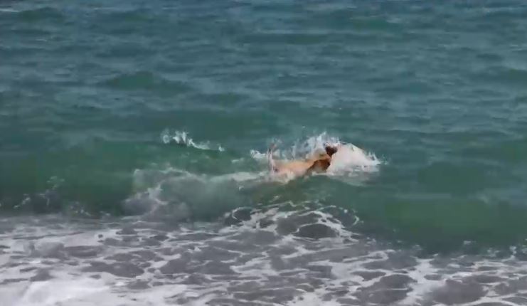 Temperatura del Océano Pacífico podría aumentar en 1,5°: Científicos alertan sobre potente Fenómeno del Niño