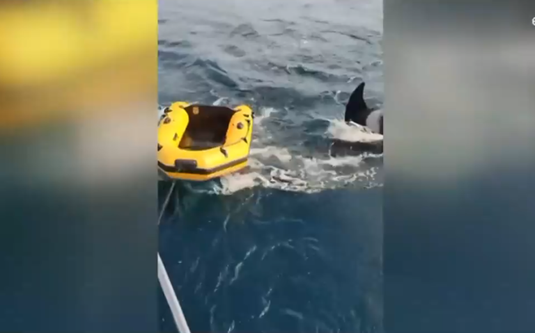 ¿La venganza de las orcas? Preocupación en España por hundimiento de embarcaciones por cetáceos