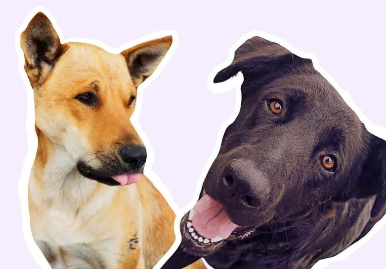 Indignación en La Serena por presunta matanza de perros para clases de anatomía en Universidad del Alba