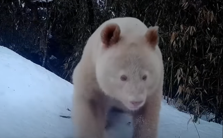 ¡Alerta de ternura! Imágenes del 