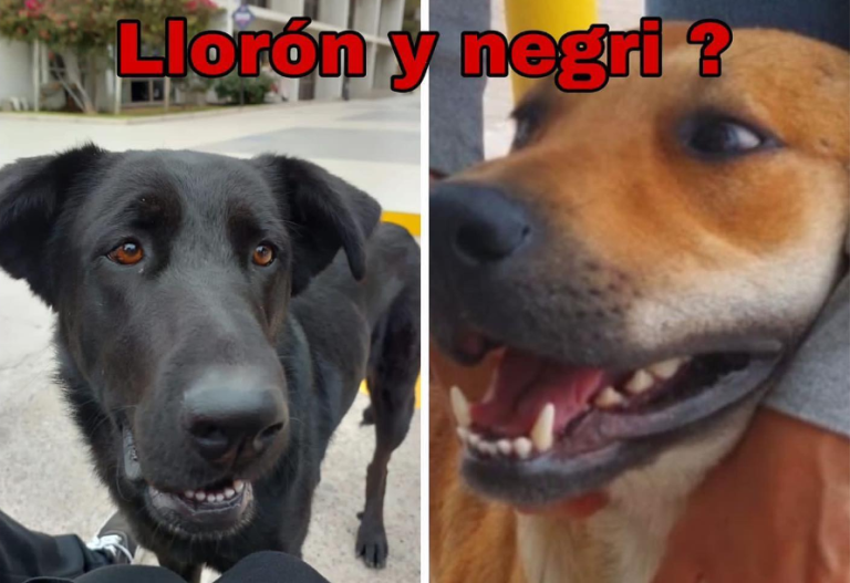 Caso Negri y Llorón: U. del Alba desvinculó a 5 funcionarios tras asesinato de perros para usarlos en clases