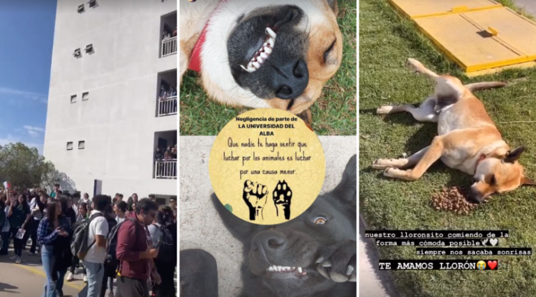 Estudiante de U. del Alba por sacrificios de perros para clase de anatomía: 