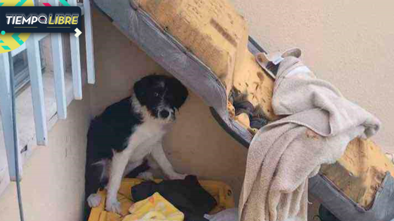 La emotiva historia de Snoopy: un furioso perro callejero que se entregó al amor de una niña