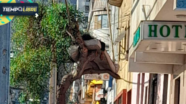 Revuelo en redes sociales por foto que muestra a una persona durmiendo arriba de árbol en Antofagasta