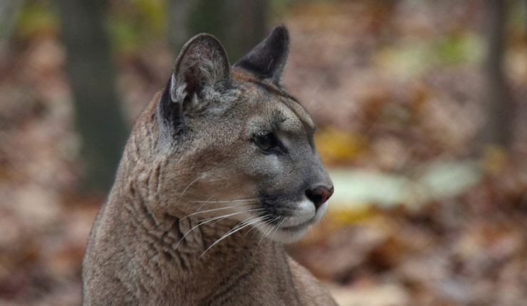 Denuncian caza ilegal de puma en sector rural de La Serena: Acusan 