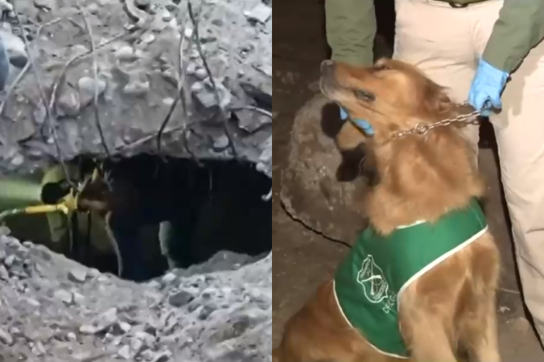 Habría almacenado cocaína: Perro antidrogas constató presencia de sustancias ilícitas en bóveda de mausoleo narco