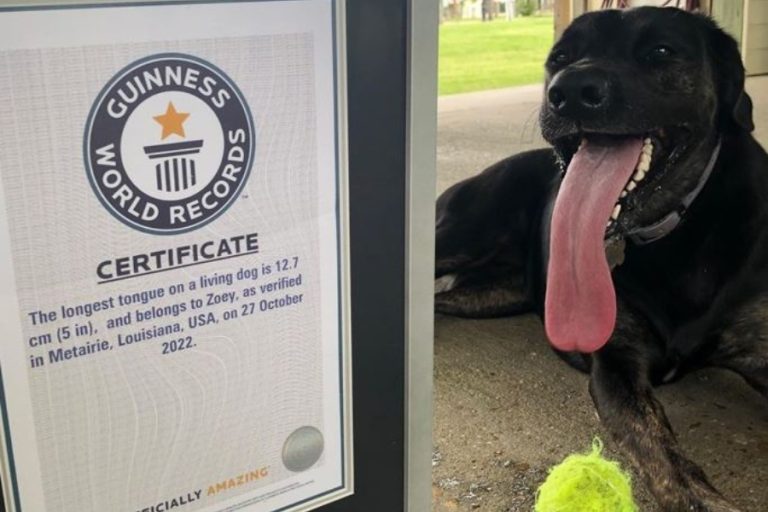 Batió el Récords Guinness impuesto hace solo 3 meses: Así es Zoey, la perrita con la lengua más larga del mundo