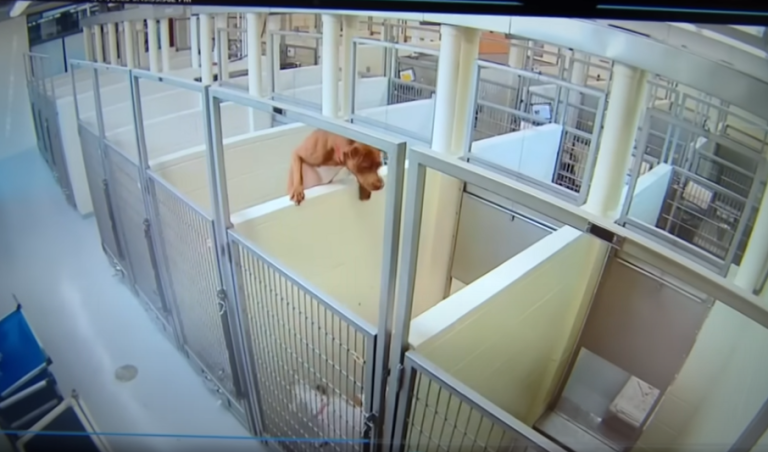 Inseparables: Perrita trepó pared de un refugio para estar con 