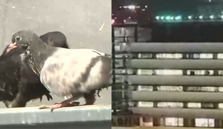 Se aplica por seguridad: Vecinos de Viña del Mar acusan que sistema que espanta aves no los deja dormir