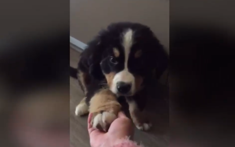 Varios murieron y uno lucha por su vida: Denuncian venta de cachorros con parvovirus en presunto criadero