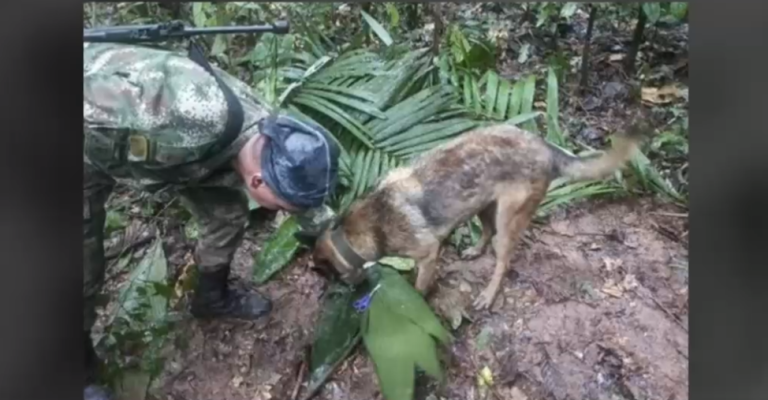 ¿Dónde está Wilson? Perro que encontró a niños perdidos tras accidente aéreo en Colombia aún no aparece