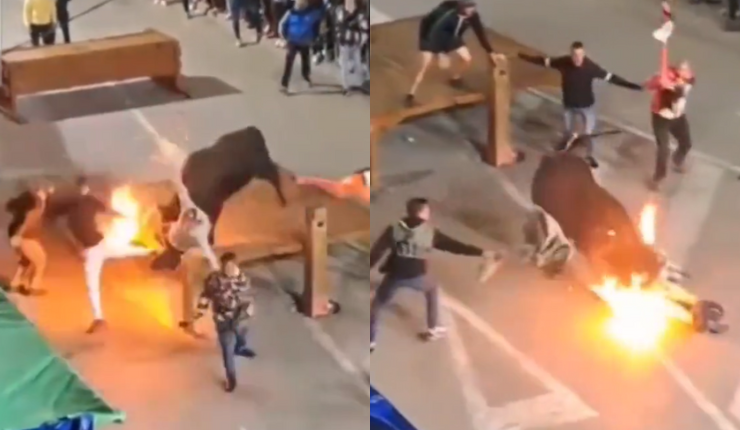 Terminó ingresado en la UCI: Toro embistió brutalmente a sujeto que le prendió fuego a sus cuernos