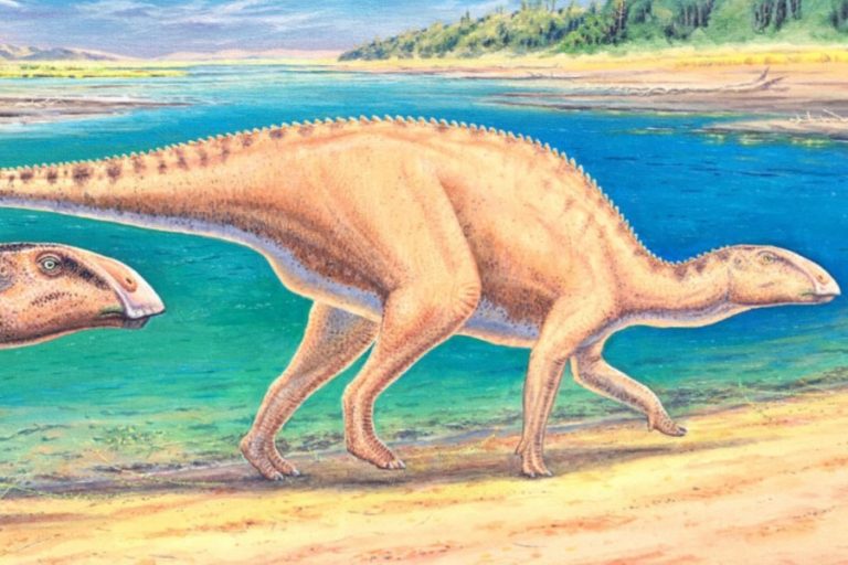 Gonkoken nanoi: Así es el dinosaurio con 