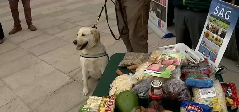 ¿Se puede o no se puede? Lo que debes saber antes de intentar ingresar un alimento a Chile