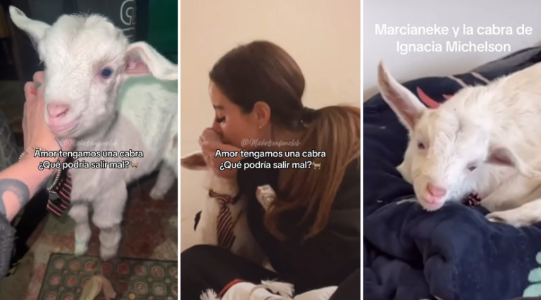 Ignacia Michelson y Marcianeke se convirtieron en padres de peculiar animal: 