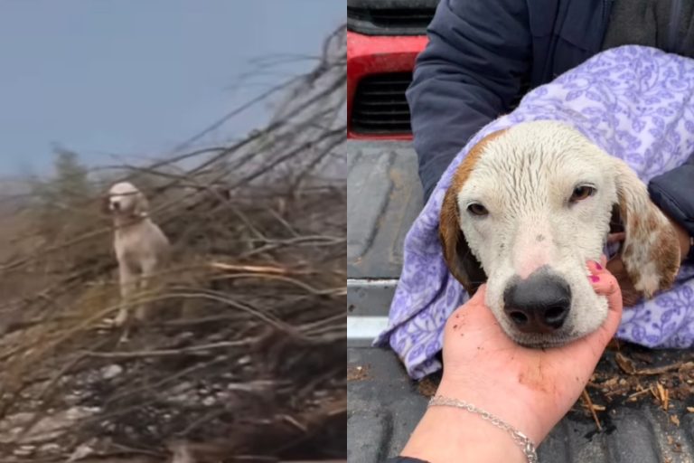Sobrevivió arriba de un árbol: El dramático rescate de perrito atrapado por desborde de río Cachapoal