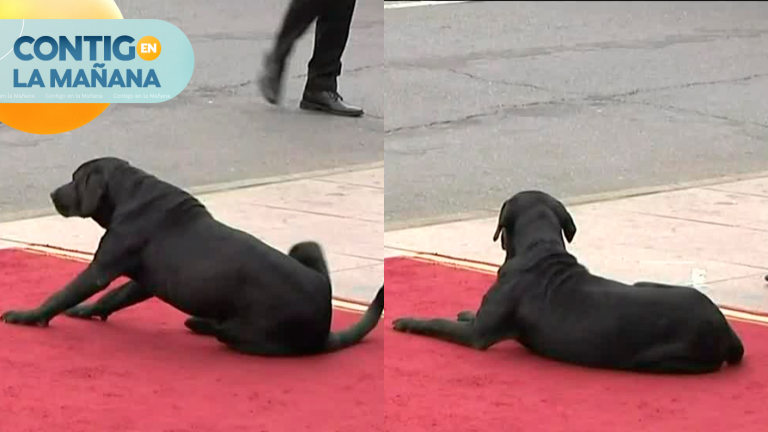 ¡Infaltable! Perrito se robó la atención en la previa a la Cuenta Pública 2023