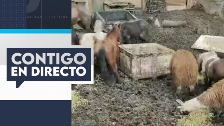 Dramático hallazgo en toma de Cartagena: Encontraron 32 animales en supuesto matadero ilegal