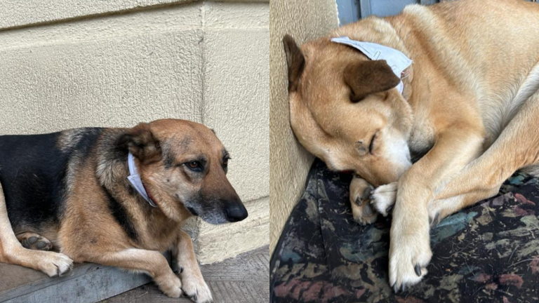 ¡Qué elegancia! Perritos con corbata se lucen en la previa de la Cuenta Pública 2023