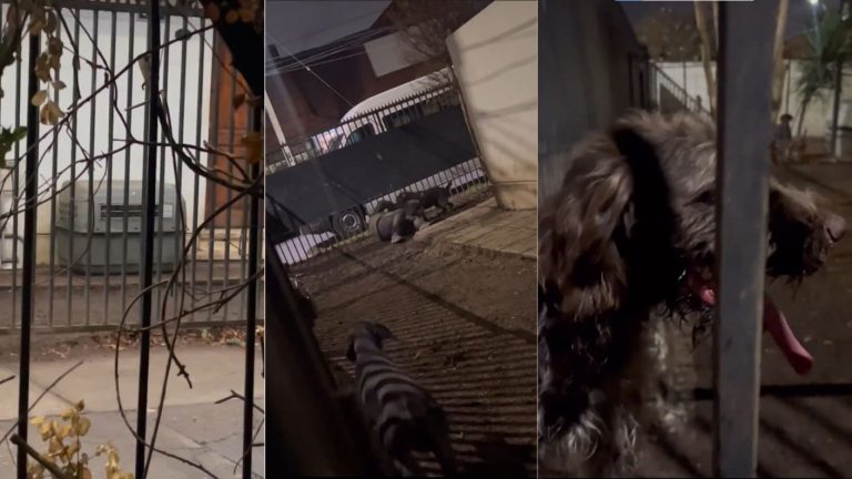 Tuvo un final feliz: El caso de la perrita encerrada en jaula transportadora en Las Condes que se hizo viral