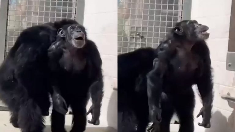 Toda su vida en jaula: Chimpancé miró con asombro el cielo por primera vez tras pasar 28 años en cautiverio