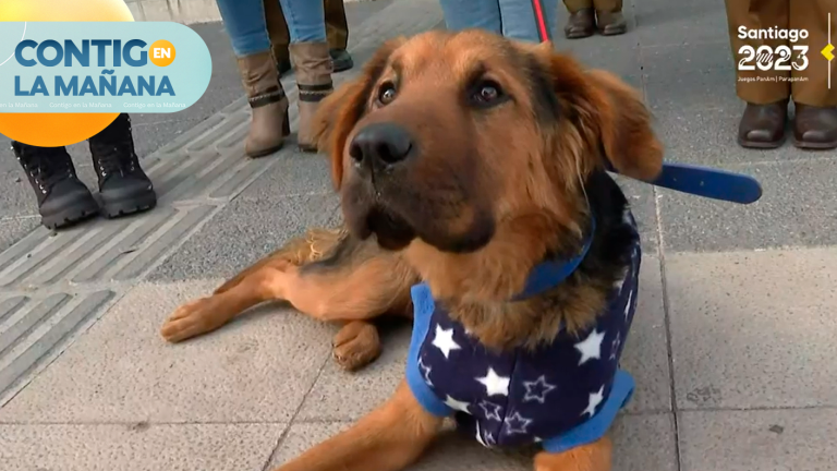 Rescatan a 23 perros maltratados en Conchalí: Una persona fue detenida