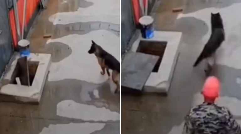 Perrito cayó a pozo y su compañero esperó 2 horas hasta que hombre se detuvo a ayudar: 