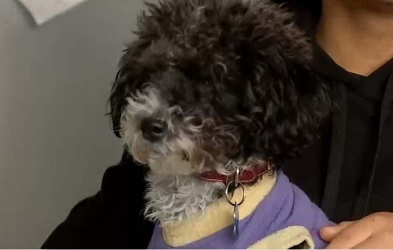 Residente tenía que deshacerse de uno de sus perros: Corte paraliza expulsión de mascota en edificio