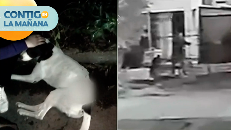 Mortal ataque de ira: Vecino asesinó a su mascota con un rifle en Pedro Aguirre Cerda