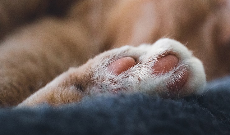 Siniestro hallazgo: Hombre fue encontrado muerto en su casa con signos de haber sido devorado por sus gatos