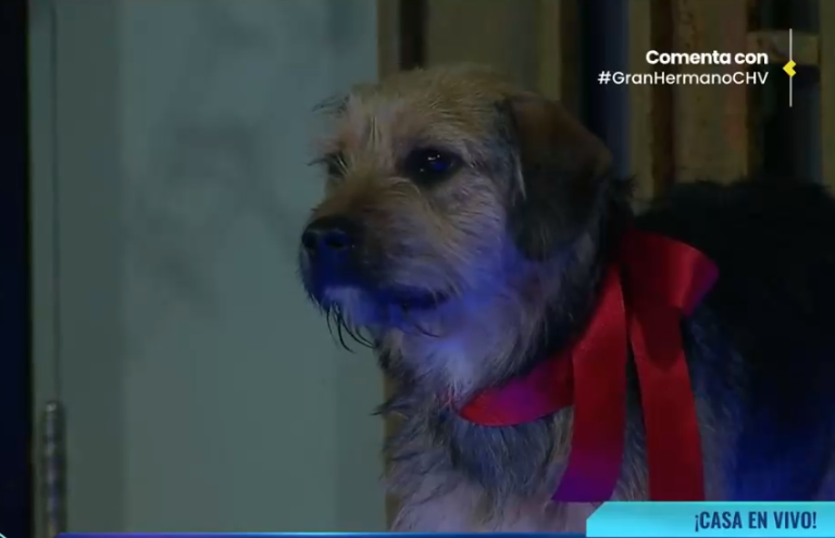 Ternura extrema: Así reaccionaron los participantes con la llegada de Bigote a Gran Hermano Chile