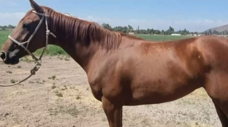 Robo de caballos en Peñalolén y Mulchén: Ofrecen recompensa de $600 mil por cada uno