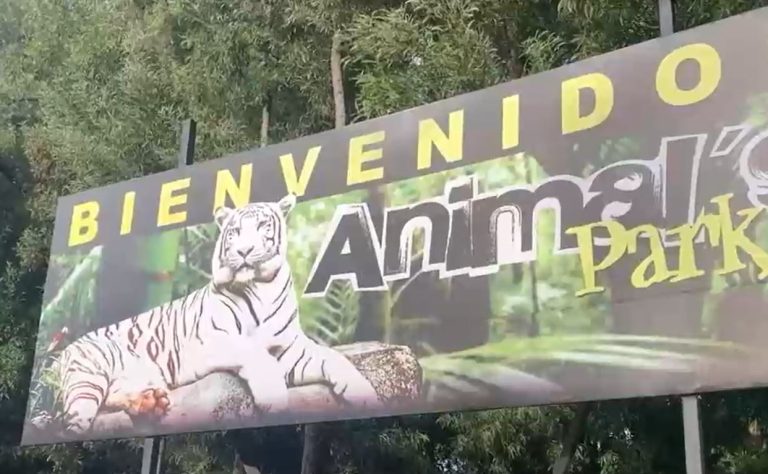 Tigre ataca a adulto mayor en Los Ángeles: debió ser internado de gravedad