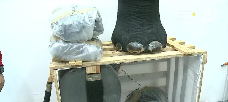 Empresario cazó un elefante en África y trató de introducirlo a Chile reducido a muebles