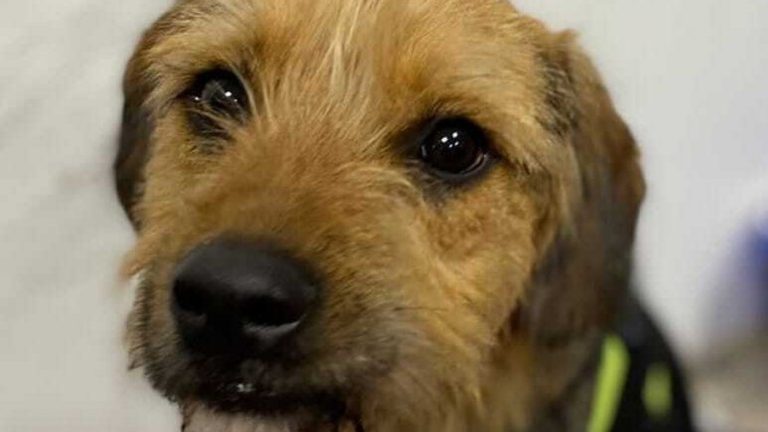 “Tomaré las medidas más severas”: Gran Hermano se pronunció por el trato a Bigote